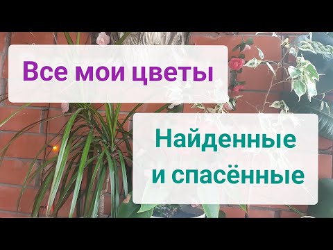 Видео: Все мои цветы🌿🌸🌿 найденные и спасённые 🌿🌸🌿