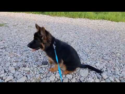 Видео: Генри Чойс щенок немецкой овчарки 🐕‍🦺🐾 Прогулка 13.08.2025 👣💖