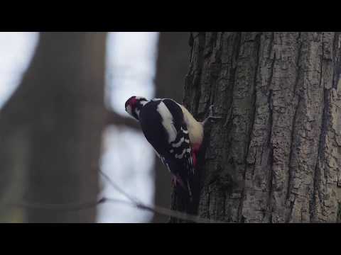 Видео: Фильм 1: Трудные времена. (Part 1: Hard times.)