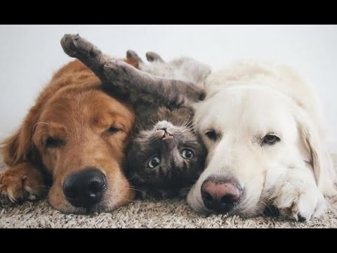 Видео: 🐕 Кот и пес - лучшие друзья! 😺 Подборка смешного видео с котами и собаками! 😺