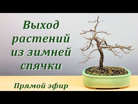 Видео: Выход растений из зимней спячки.