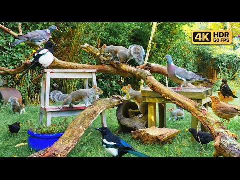 Видео: Кино Для кошек и собак 😸 Птицы и белки в саду 🕊️🐿️ птички для кошек