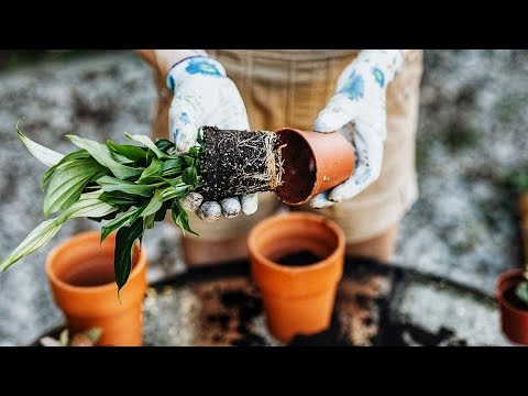 Видео: Илдиз ўстириш учун энг зўр озуқа.