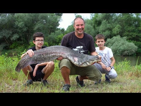 Видео: Трофеен сом в началото на август -  първа част
