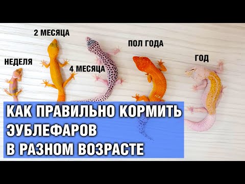Видео: Кормление эублефаров — Правильная периодичность кормления гекконов в разном возрасте