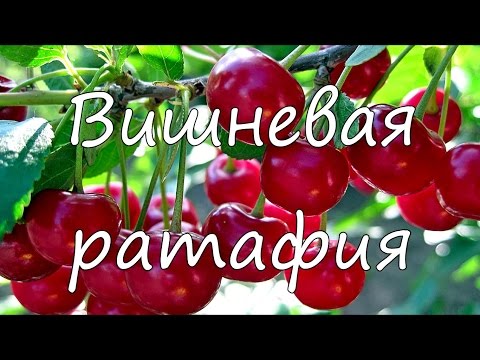 Видео: Вишневая ратафия.