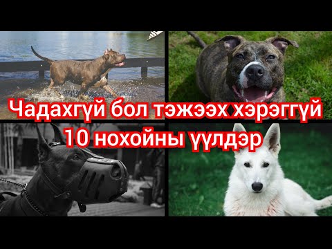 Видео: Хамгийн аюултай 10 нохойны үүлдэр. mongol duu kino heleer 2024 монгол дуу кино баримтат