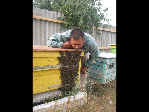 Видео: Пчелы рой, снятие и посадка роя в улей...