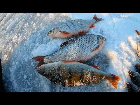 Видео: #17 Попали на хороший клев. Первый лед. Белоярское водохранилище 2017-2018 г.