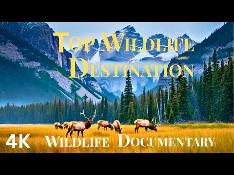 Видео: 13 самых диких мест на Земле: Великолепные пейзажи и животные
