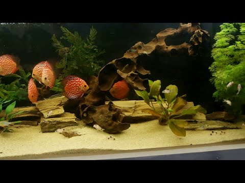Видео: Аквариумы любителей на выставке "Зеленая неделя". Берлин