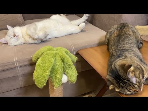 Видео: Мишель измотала Гуфика 🤣