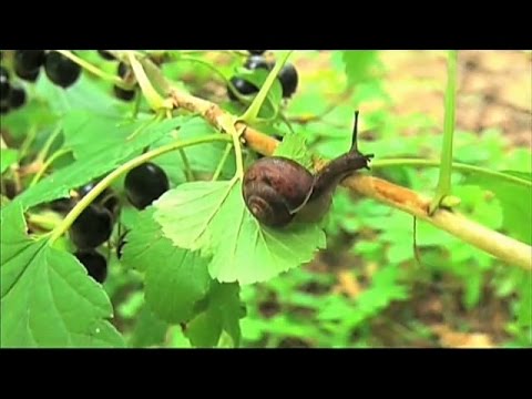 Видео: Борьба с улитками на дачном участке