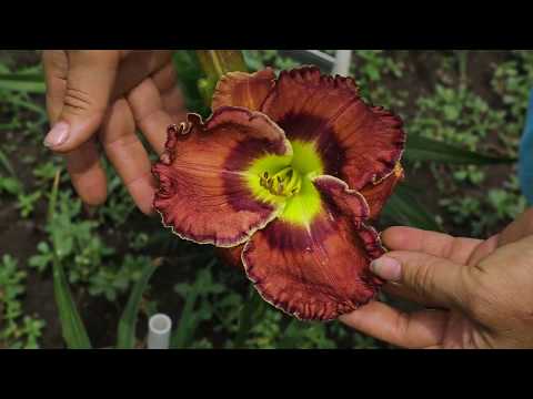 Видео: Лилейники 2017. Наши сеянцы, часть 2