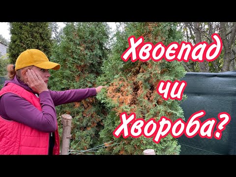 Видео: ХВОЄПАД чи ХВОРОБА?