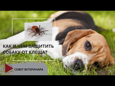 Видео: Как и чем защитить собаку от клеща? (Обзор препаратов,  их особенности и нюансы)