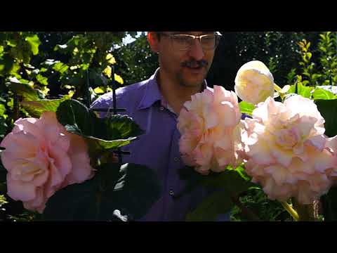 Видео: Powder Puff и Матильда, клубневые бегонии-гиганты