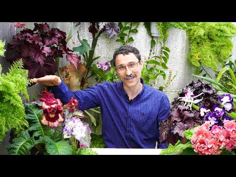 Видео: Чем подкислить почву для ацидофильных растений