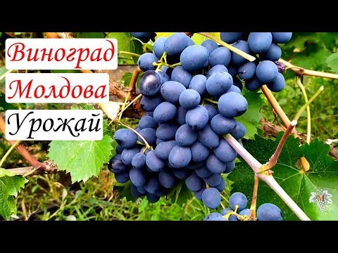 Видео: Виноград Молдова. Урожай и особенности сорта