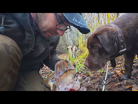 Видео: НЕВЕРОЯТНО!!! Китайская Kuusamo ловит? Трофейная ЩУКА на Спиннинг