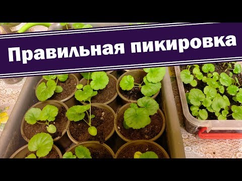Видео: Как правильно пикировать герань. Выращиваем пеларгонию из семян