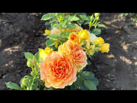 Видео: Поля роз 2025 г,питомник maryroses.ru 