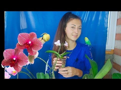 Видео: ОШИБКИ в УХОДЕ за ОРХИДЕЯМИ после ПЕРЕСАДКИ/ Важный ПРАВИЛЬНЫЙ ПЕРВЫЙ ПОЛИВ
