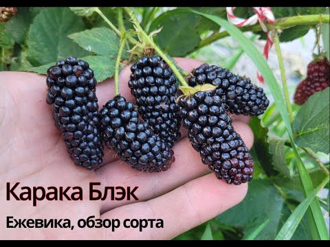 Видео: Карака Блэк. Стоит ли приручать колючки?