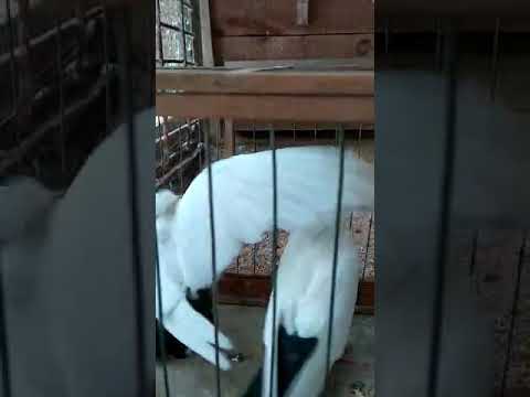 Видео: Московские монахи