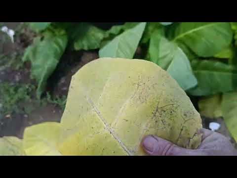 Видео: Табак. 50 дней в грунте. 21.06.2025г.