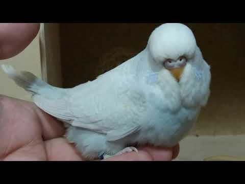 Видео: Часть: 1 // Размножение волнистых попугаев в домашних условиях // кладка яиц волнистых попугаев