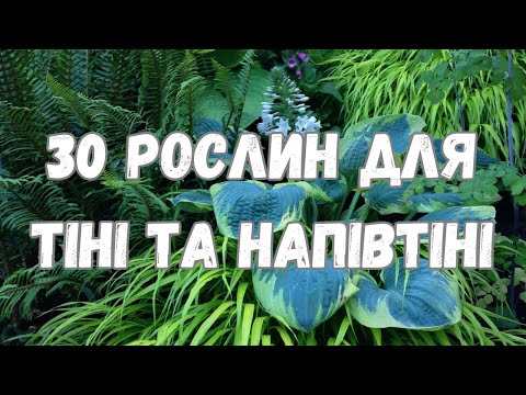 Видео: 30 РОСЛИН ДЛЯ ТІНІ ТА НАПІВТІНІ