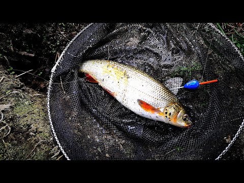 Видео: СКОБАРИ във ВЯТЪРА.РИБОЛОВ на РЕКА ЯНТРА