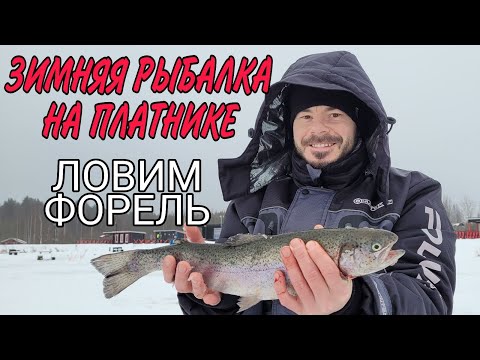 Видео: Рыбалка на платнике зимой. Ловим ФОРЕЛЬ!