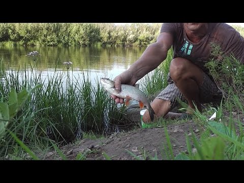 Видео: Как я парю пшеницу, как насаживаю и что ловится. Fishing rod float