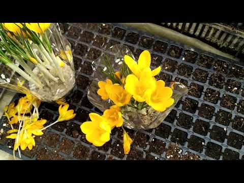 Видео: Крокус после цветения, что делаем ?