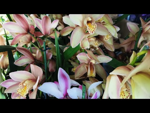 Видео: В Сочи свежый завоз орхидей.. 😍🌺