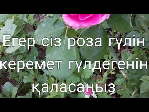 Видео: Роза гүлін гүлдеп болган соң қалай кесеміз.#роза гүлін кесу