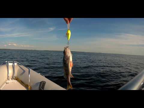 Видео: Ловля окуня в июне на Чудском озере. Троллинг