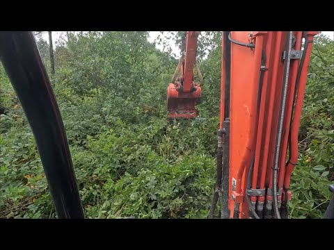 Видео: Осушение бобровой топи