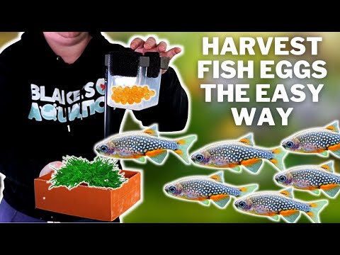 Видео: Как легко разводить цихлидов, тетр и других рыб, разбрасывающих икру! Самодельный сборщик икры дл...