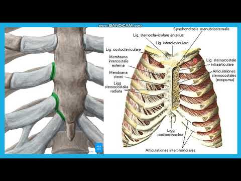 Видео: Төс-қабырға буыны