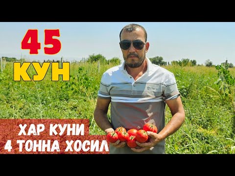 Видео: КУНИГА 4 ТОННАДАН ПОМИДОР ТЕРЯБМАН ( 12'000'000 СУМ ) BT 17-07 F1. 