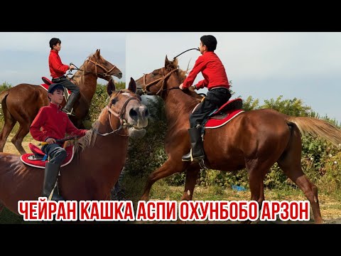 Видео: Аспи Охунбобо Кистакуз чейрон кашка 3 октября 2025 г.