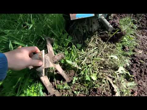 Видео: Окучиваю табак мотоблоком.