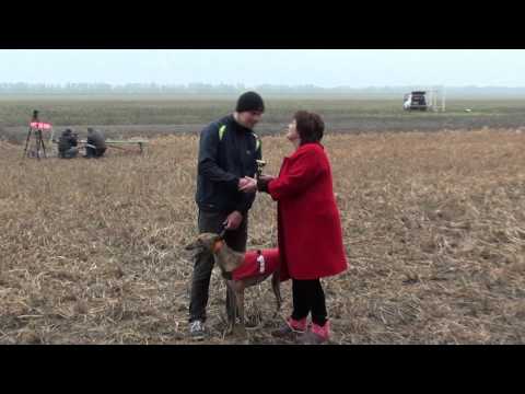 Видео: Бега грейхаундов. Формула 1