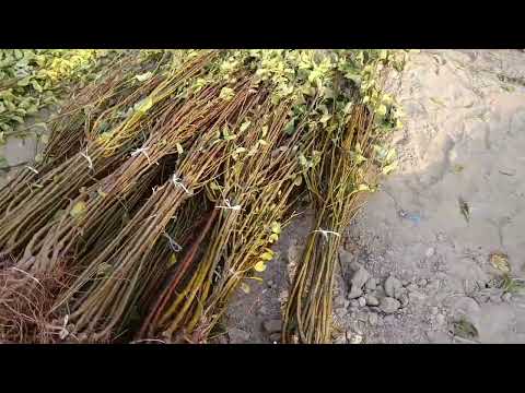 Видео: КУЧАТЛАР БОР ХАР ХИЛ.+998994762156