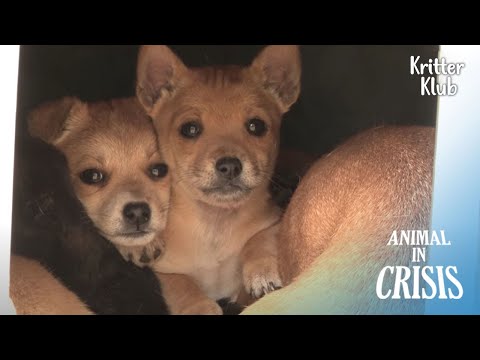 Видео: Собак бросили в заброшенном доме, но хозяин жил под рукой (часть 2) | Животное в кризисе EP186