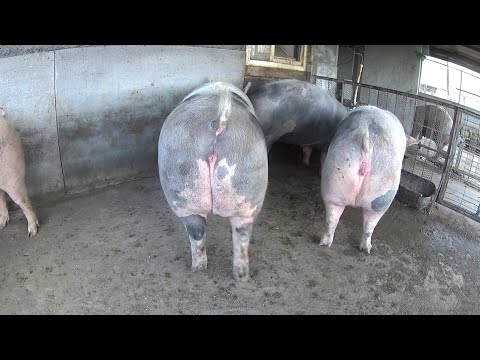 Видео: 508‼️Обзор моего элитного поголовья свиней 🐽🐷🐖‼️
