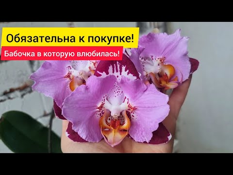 Видео: Красота цветка - поражает! Недорогая бабочка, которую сейчас предлагают многие садовники. Неупустите